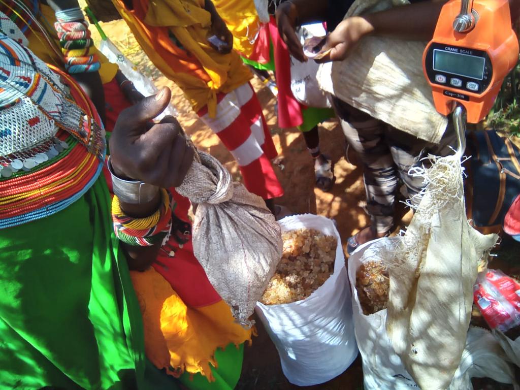 Collectors confirming gum weight for fair payment