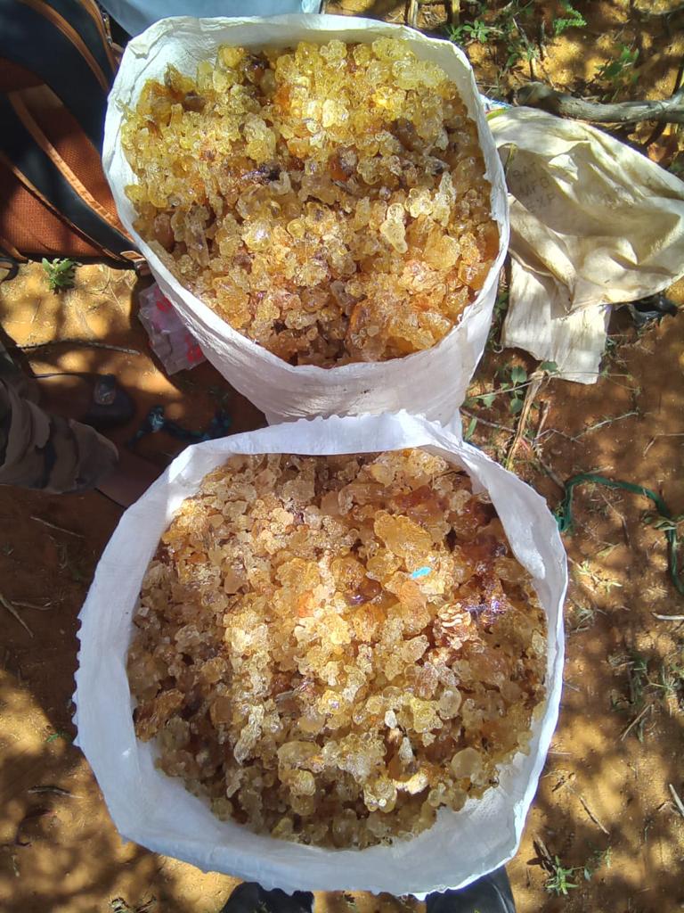 Aggregated Gum Arabic from collectors