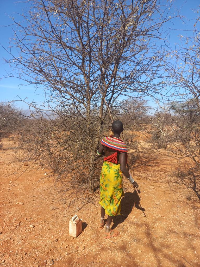 Gum Arabic collection in Samburu County, Kenya