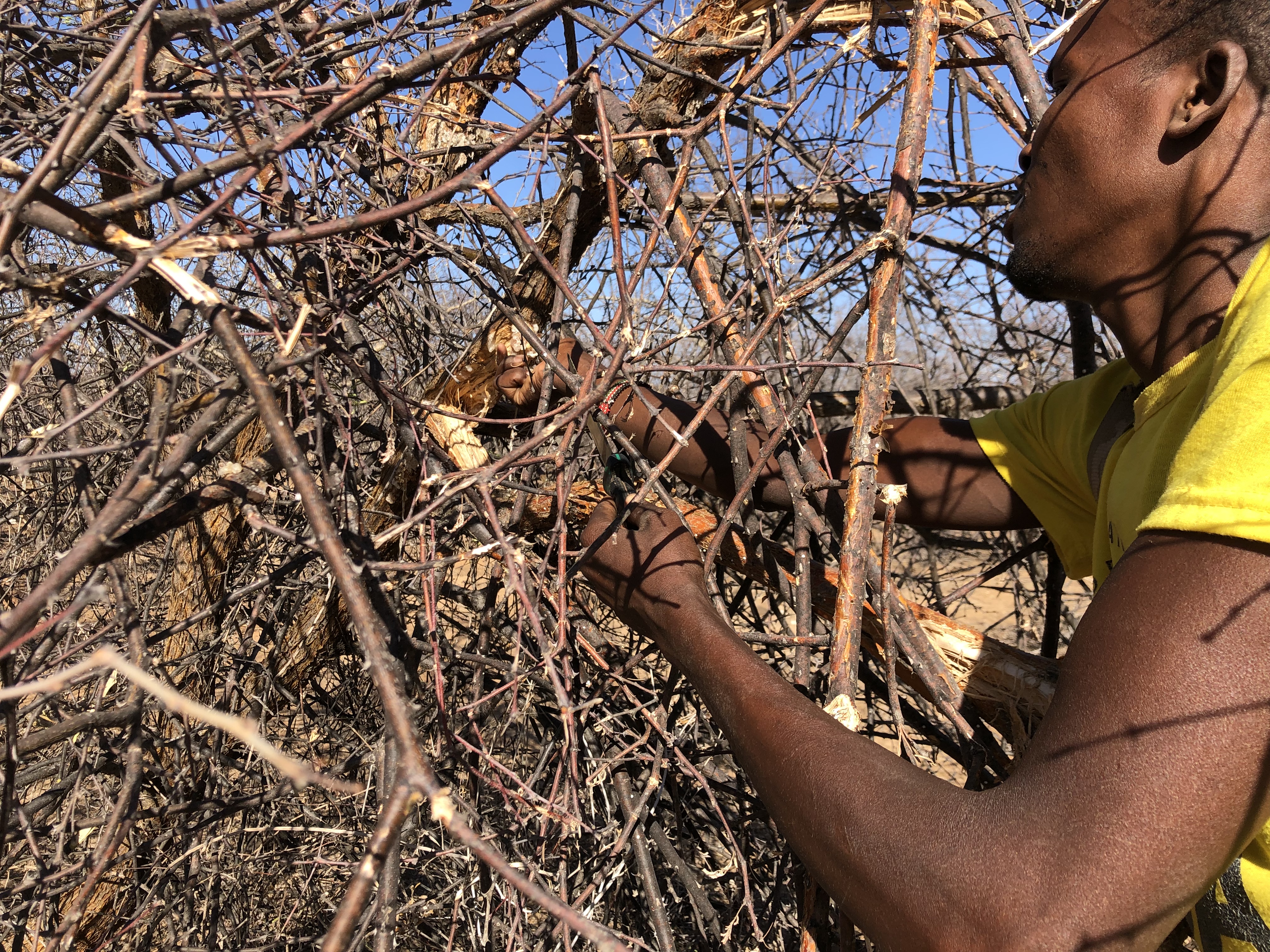 Sustainable gum harvesting in progress