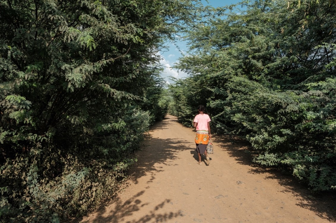 Prosopis juliflora (Mathenge) choking up a feeder road