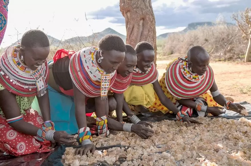 Gum Arabic sorting and grading process