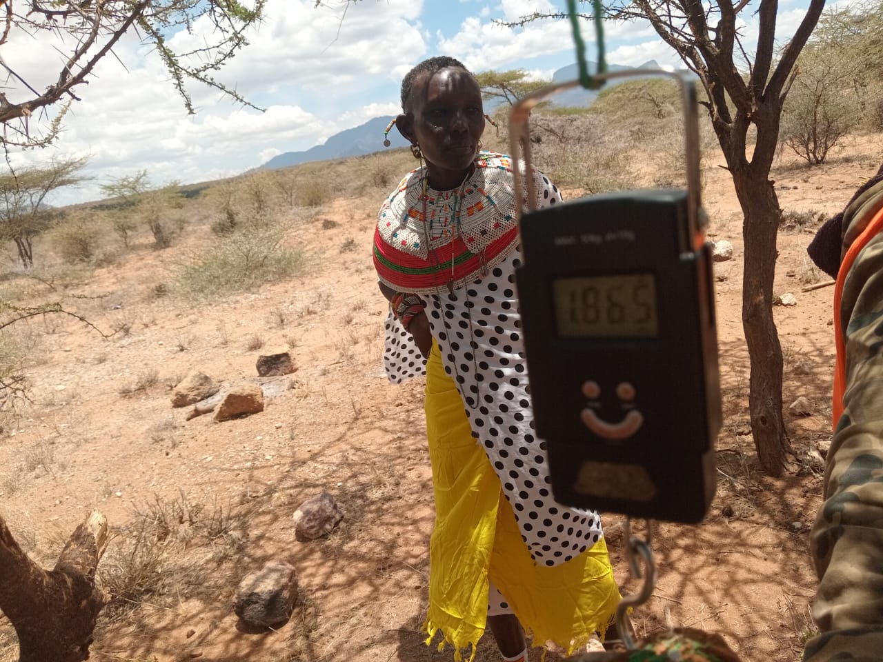 Transparent weighing of gum arabic in the field