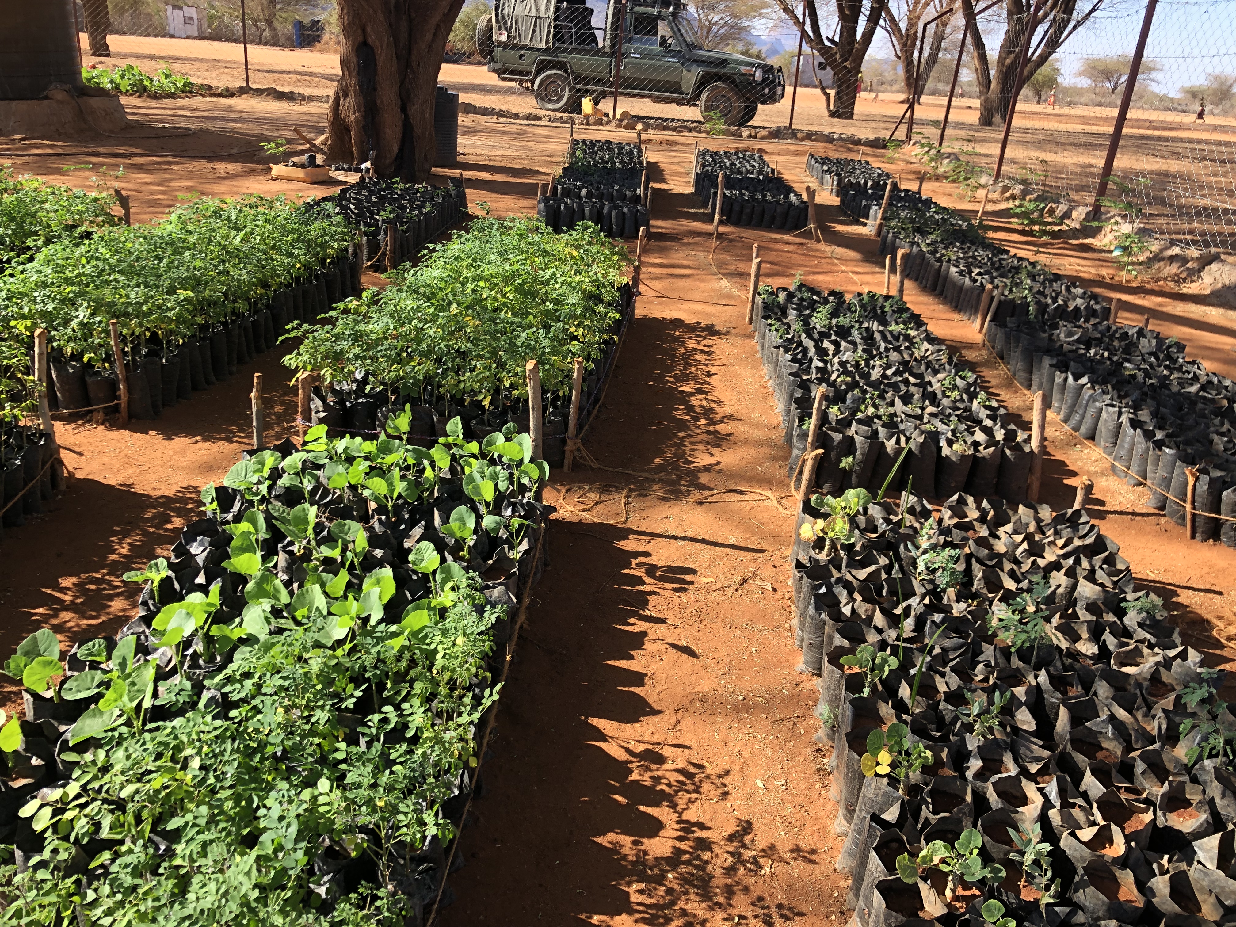 Producer group owned tree nursery